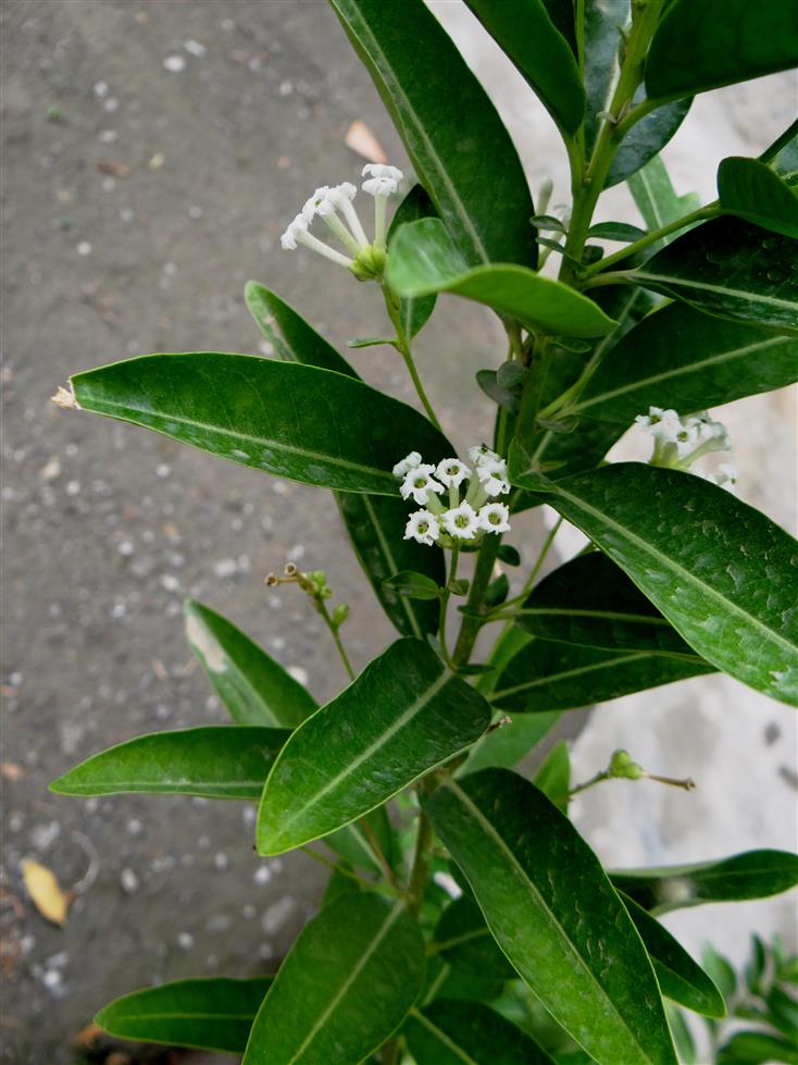 Cestrum diurnum